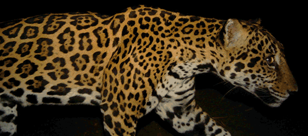 Jaguar Night Shipstern Cameratrap Slider